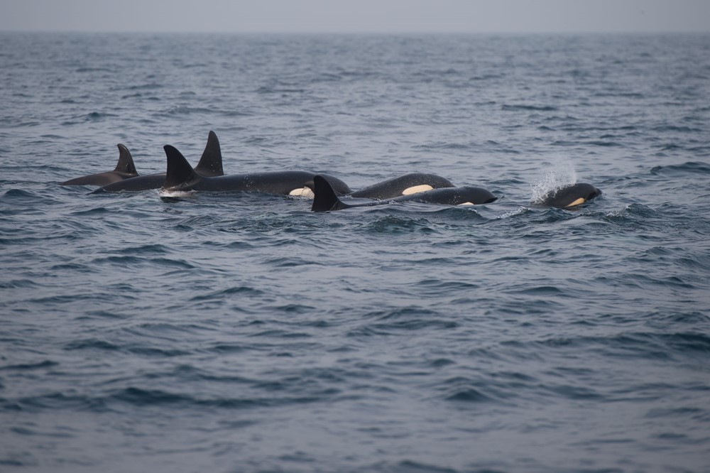 Successful July Húsavík Whale Watching Gentle Giants Iceland
