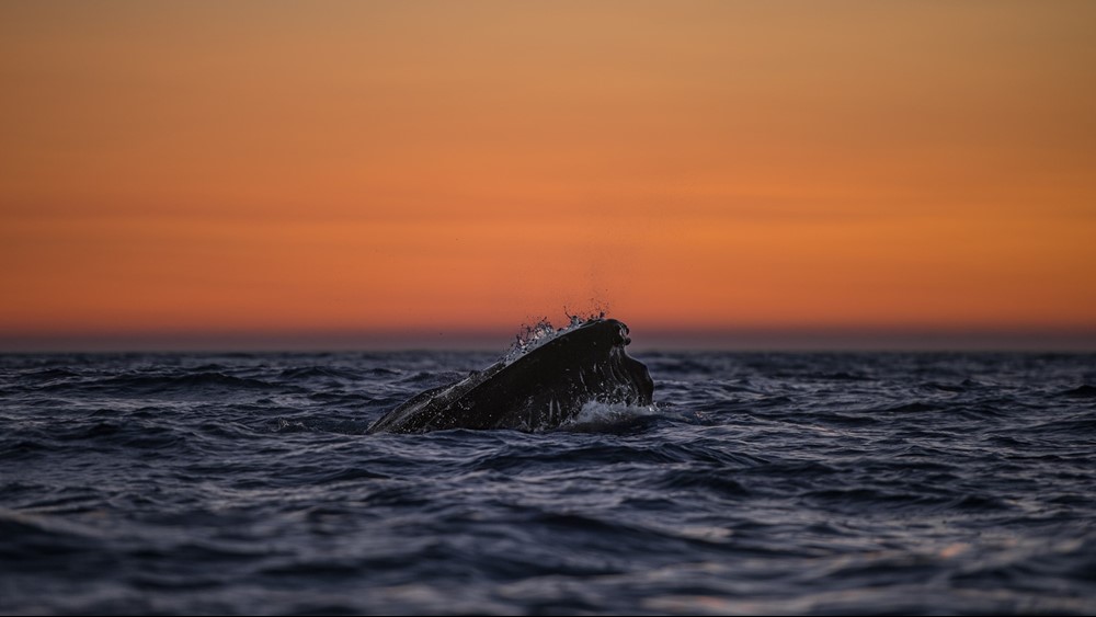 Sunset in Skjálfandi Bay Húsavík Iceland Gentle Giants Whale Watching