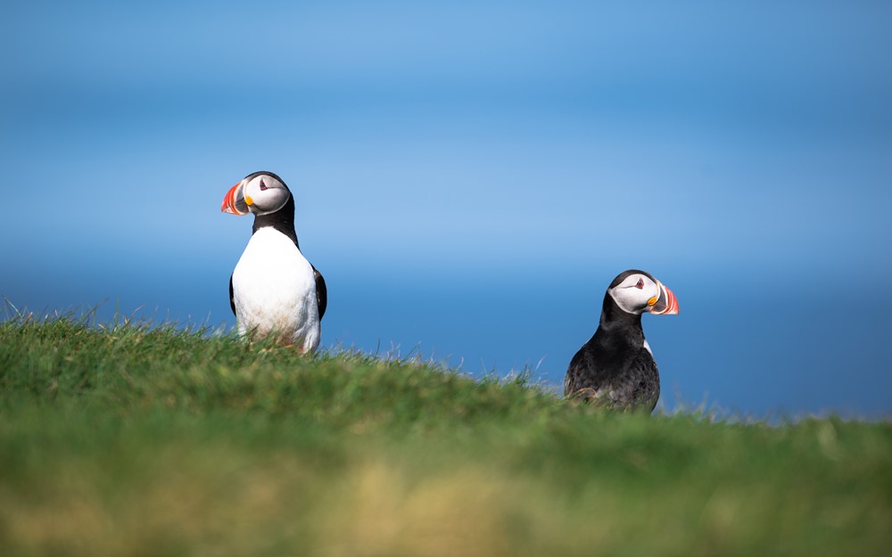 north atlantic puffins
