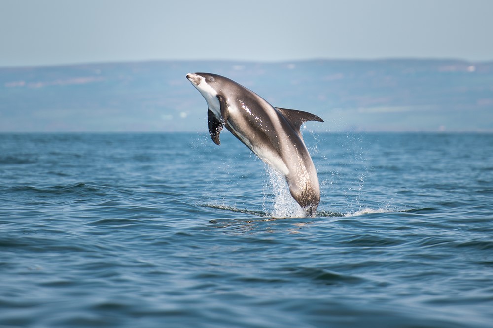 white beaked dolphin