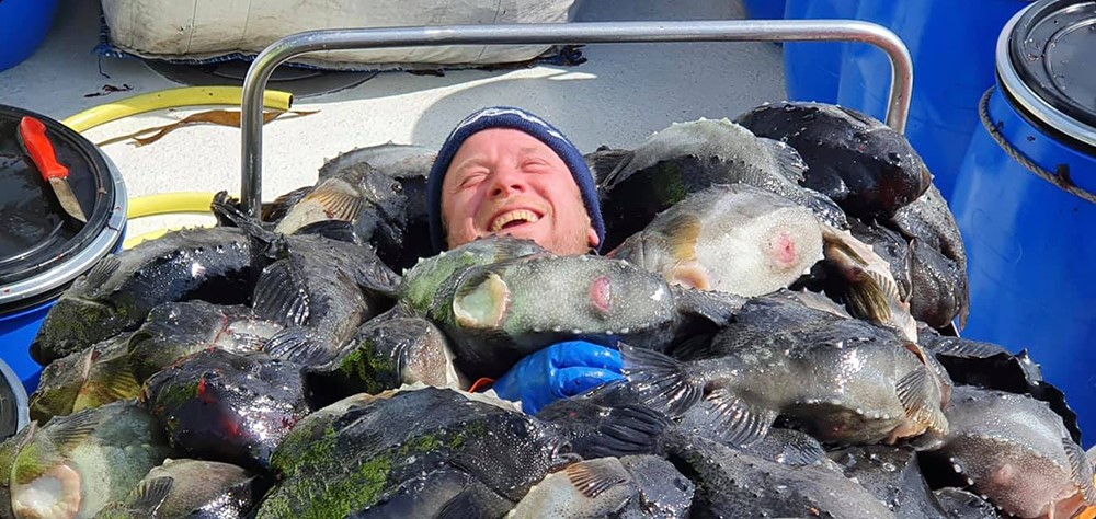 Annual report 2021 - Gentle Giants Whale Watching - Húsavík, Iceland - Lumpfish season grásleppa on Athena