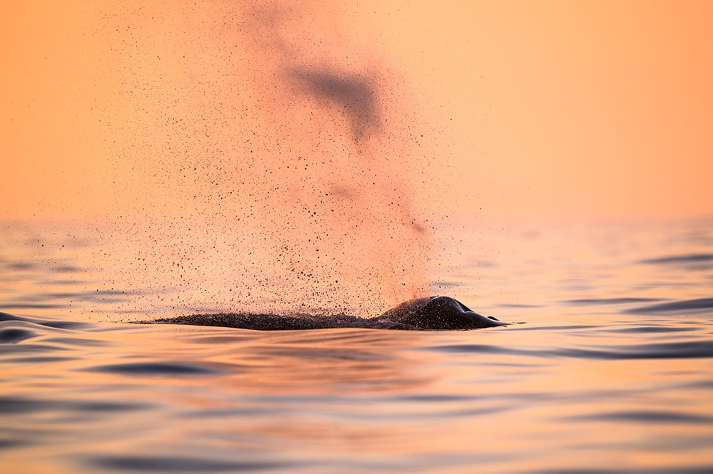 Annual report 2021 - Gentle Giants Whale Watching - Húsavík, Iceland - Humpback blow in the midnight sun