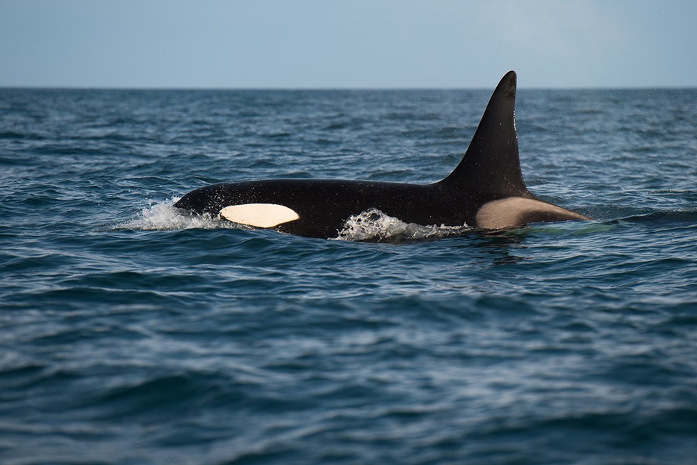 Annual report 2021 - Gentle Giants Whale Watching - Húsavík, Iceland - Orcas Skjálfandi Bay