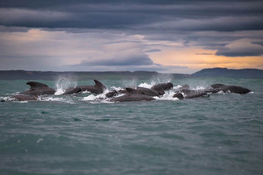 10. Annual report 2021 pilot whale Koen.jpg