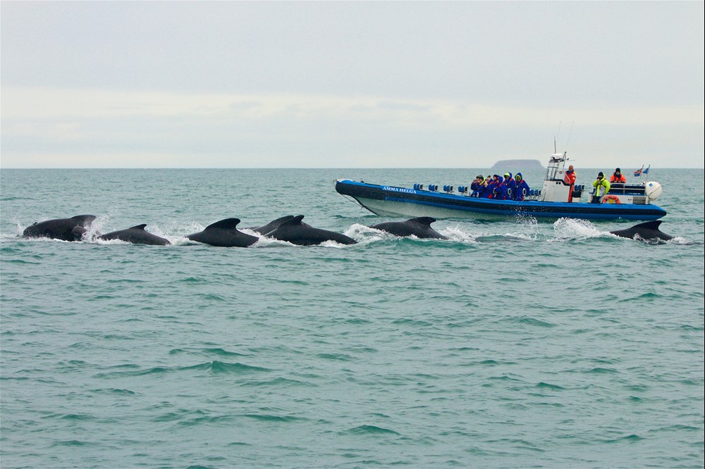 Long-finned pilot whales Skjálfandi Bay Húsavík Iceland - Gentle Giants Whale Watching