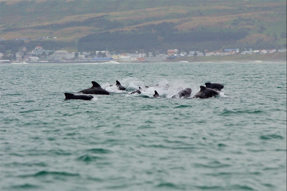 Long-finned pilot whales Skjálfandi Bay Húsavík Iceland - Gentle Giants Whale Watching