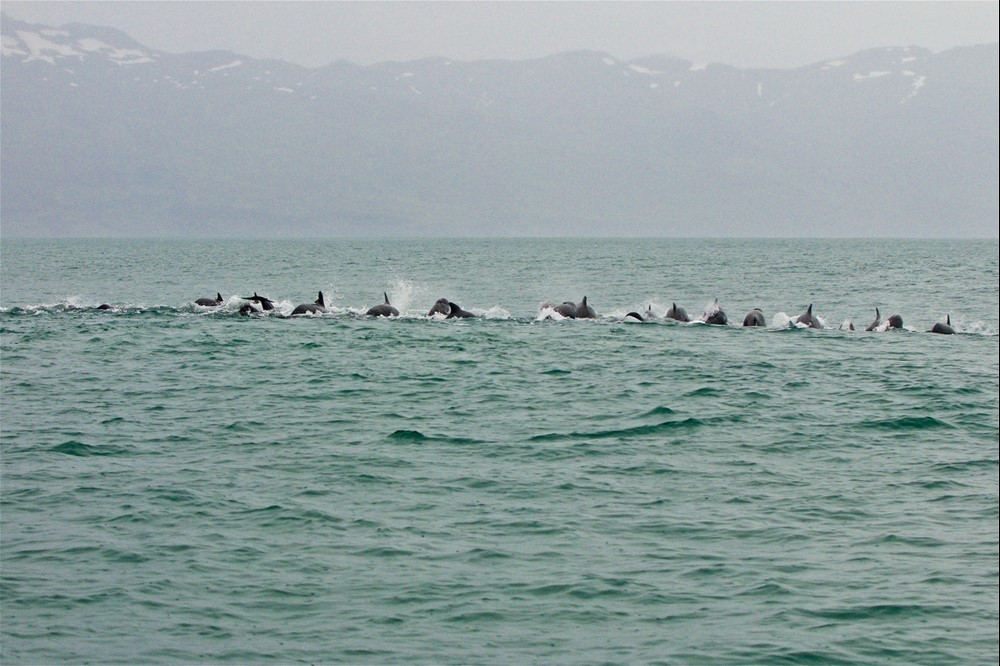 Long-finned pilot whales Skjálfandi Bay Húsavík Iceland - Gentle Giants Whale Watching