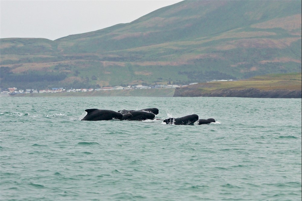 Long-finned pilot whales Skjálfandi Bay Húsavík Iceland - Gentle Giants Whale Watching