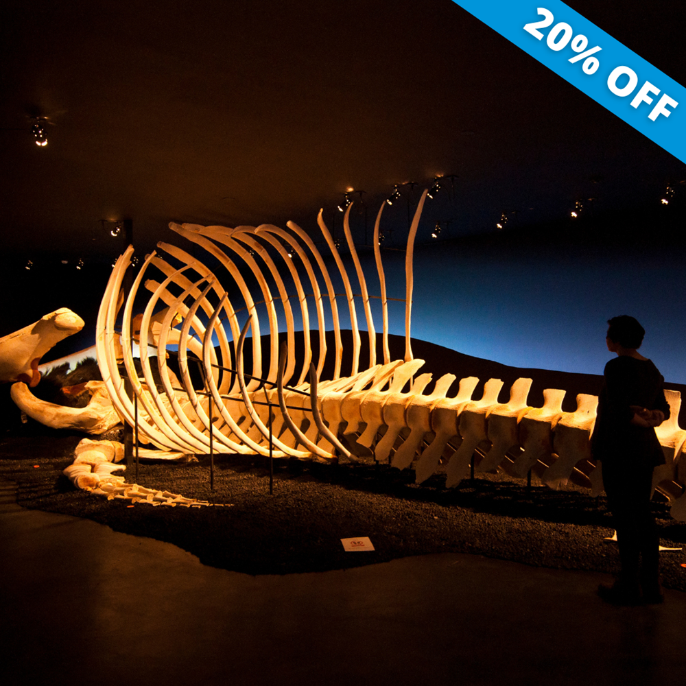 Discounts in Húsavík with Gentle Giants