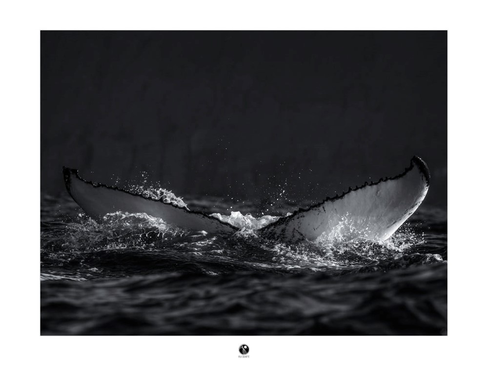 Humpback whale Skjálfandi Bay Rui Duarte
