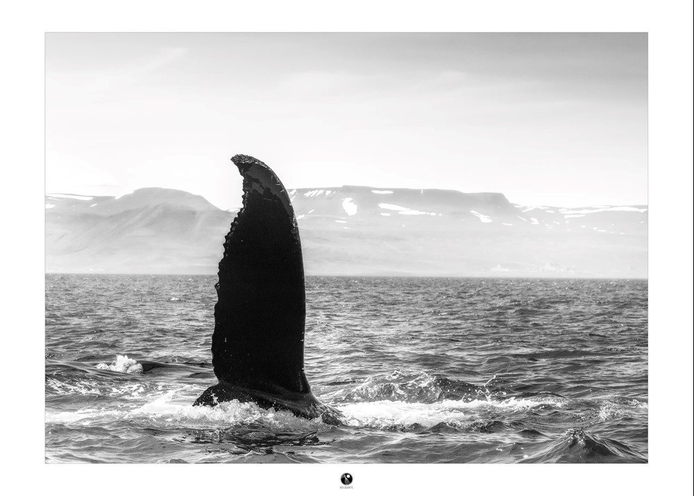 Humpback whale Skjálfandi Bay Rui Duarte