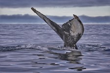 SA_November whales 2.jpeg