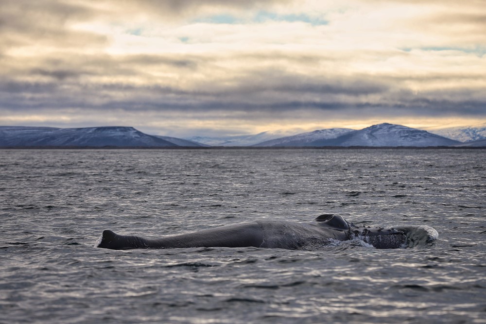 SA_November whales 3.jpeg