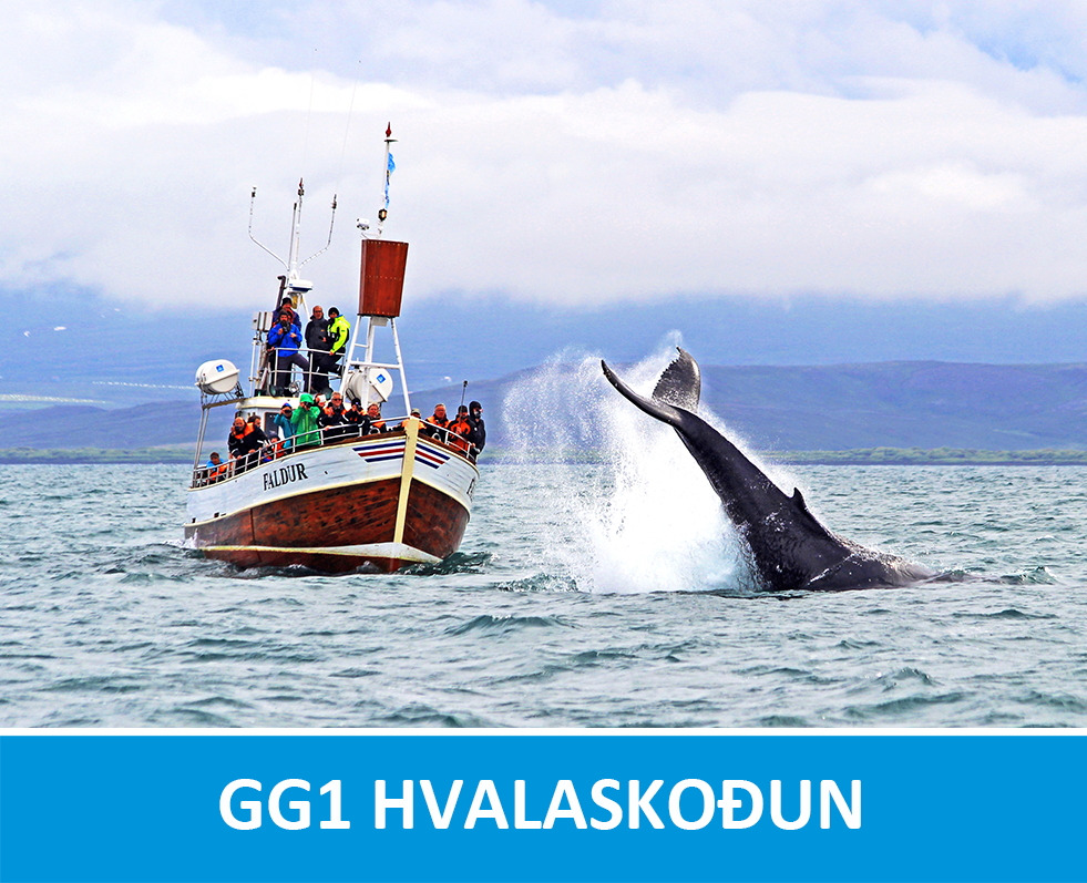 GG1 hvalaskoðun frá Húsavík, Ísland