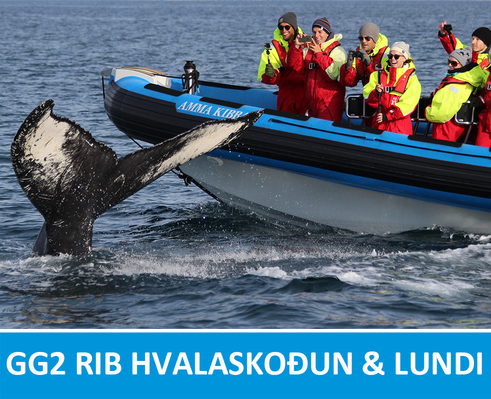 GG2 RIB hvalaskoðun og lundi frá Húsavík, Ísland