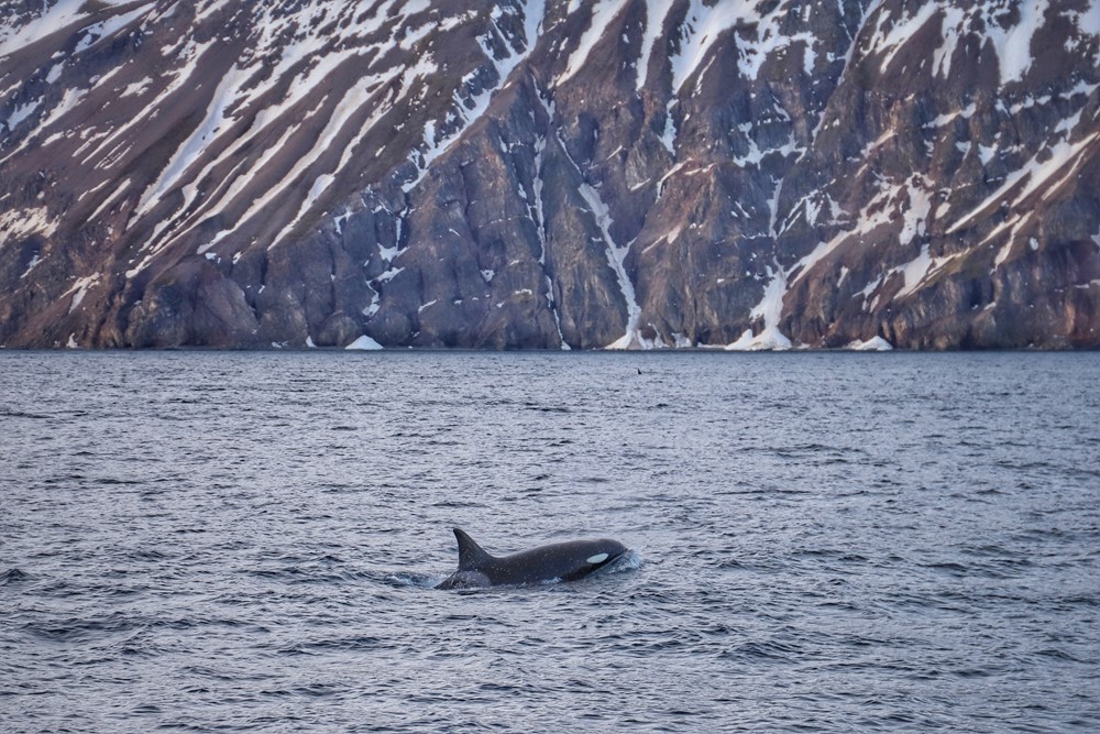 SA_Sylvía HUS-AKU_3.jpeg