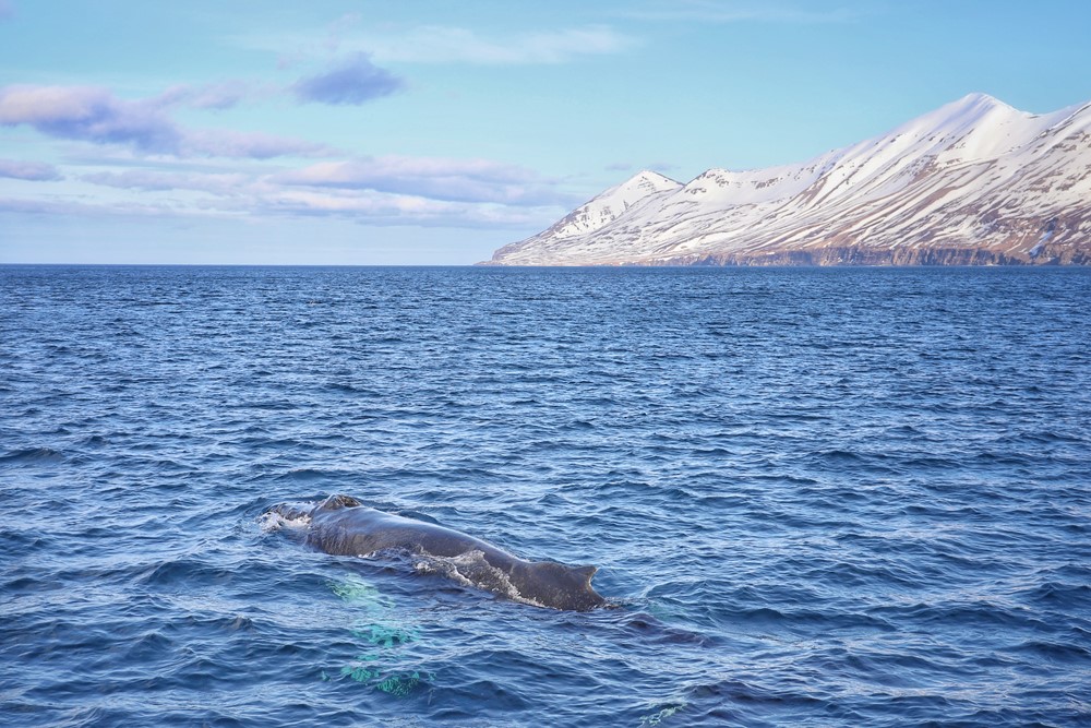 SA_Sylvía HUS-AKU_5.jpeg